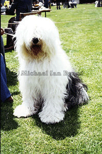 Hereward The Wake, our Old English Sheepdog